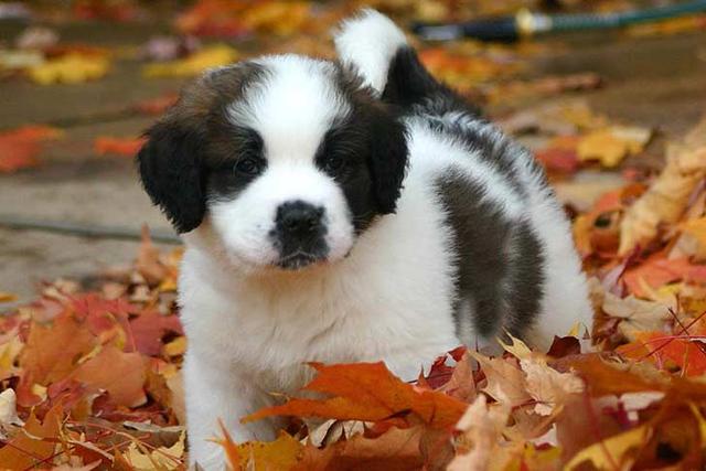 圣伯纳德犬有多大(寻根问祖系列113)(6)