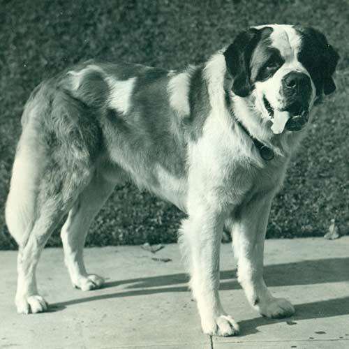 圣伯纳德犬有多大(寻根问祖系列113)(2)
