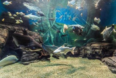 ​上海海底世界门票多少钱一张