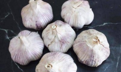 大蒜放冰箱冷藏可以,蒜可以放冰箱冷藏室保存吗