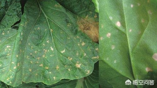 上海灭虫公司电话(灭虫公司资质)-第1张图片-