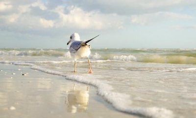 海鸥是什么颜色的,海鸥的肉什么颜色的?