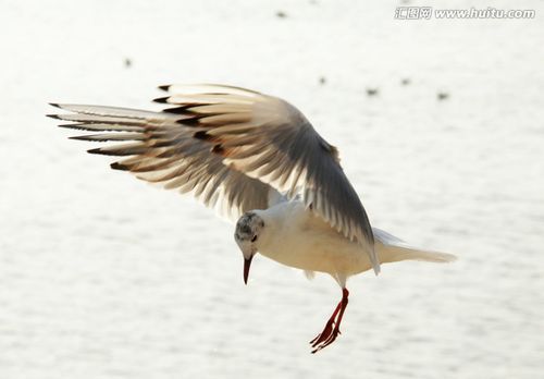 海鸥画什么颜色好