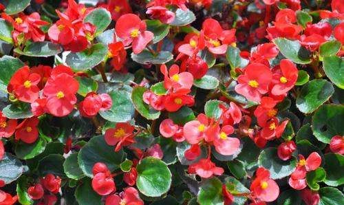 六七八月开什么花,7-8月有什么花开图15