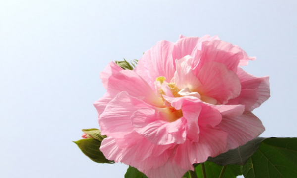 六七八月开什么花,7-8月有什么花开图11