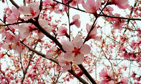 六七八月开什么花,7-8月有什么花开图4