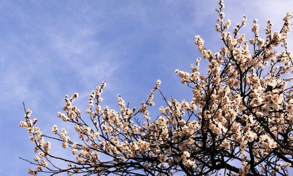 六七八月开什么花,7-8月有什么花开图3