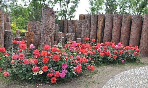 六七八月开什么花,7-8月有什么花开图16