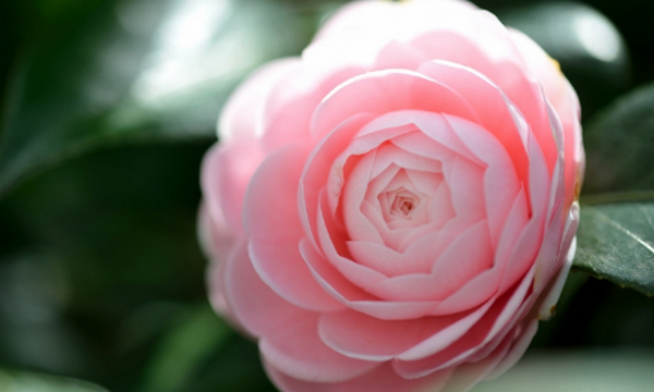 六七八月开什么花,7-8月有什么花开图12