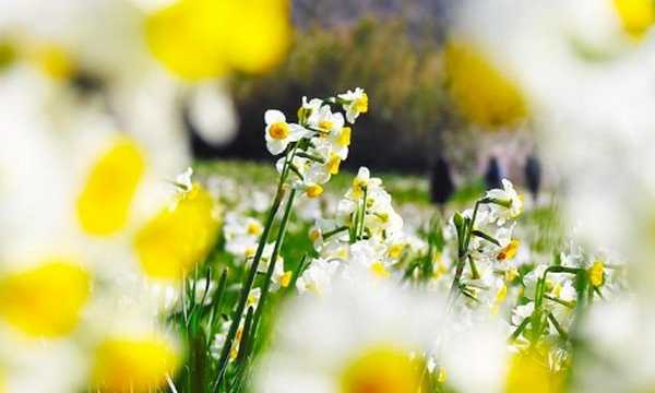 六七八月开什么花,7-8月有什么花开图2