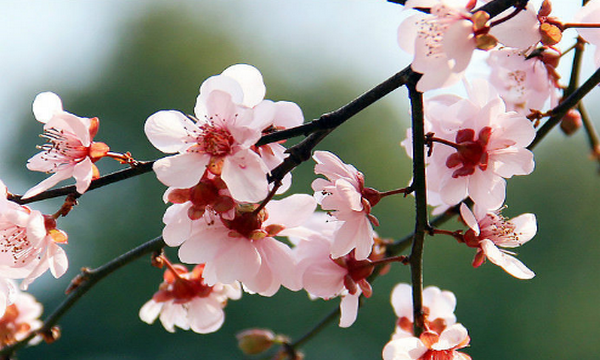 六七八月开什么花,7-8月有什么花开图13