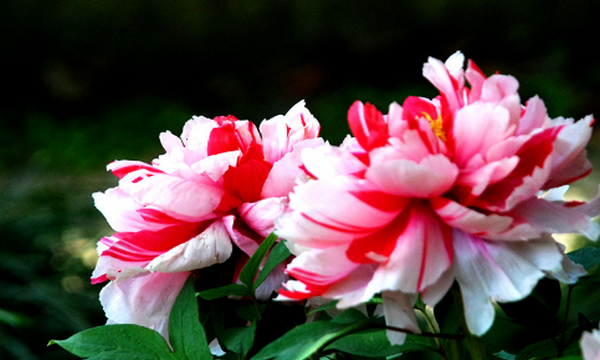 六七八月开什么花,7-8月有什么花开图6