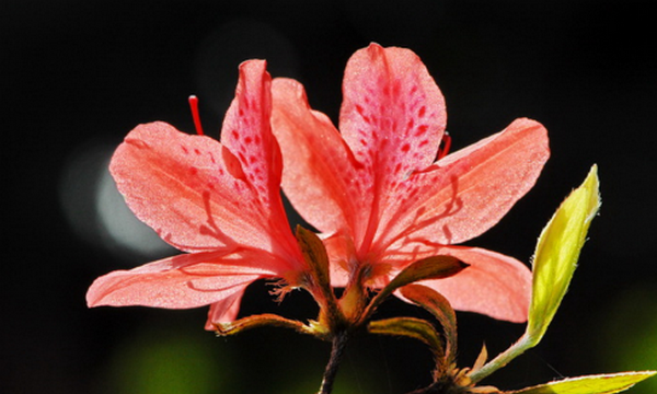 六七八月开什么花,7-8月有什么花开图5