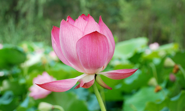 六七八月开什么花,7-8月有什么花开图8