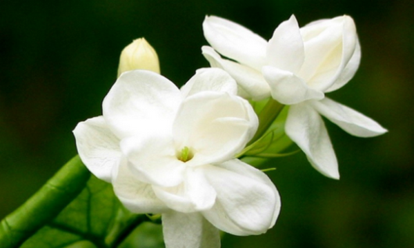 六七八月开什么花,7-8月有什么花开图7