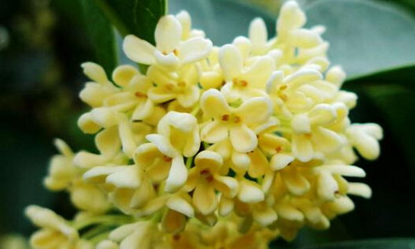 六七八月开什么花,7-8月有什么花开图9