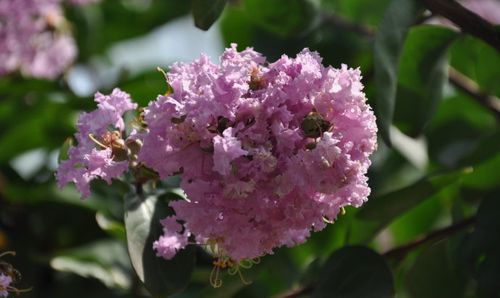 7-8月有什么花开