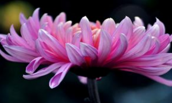 六七八月开什么花,7-8月有什么花开图10