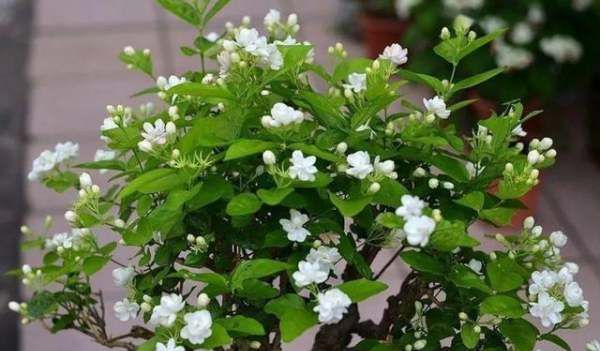 六七八月开什么花,7-8月有什么花开图17