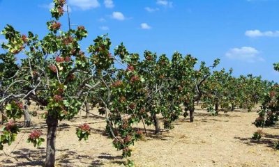 开心果的产地,开心果产地在哪里?