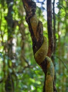 热带雨林有什么危险的东西,热带雨林有什么危险的东西?