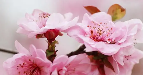 桃花的唯美句子,桃花的描写优美句子图3