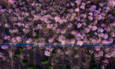 桃花的唯美句子,桃花的描写优美句子