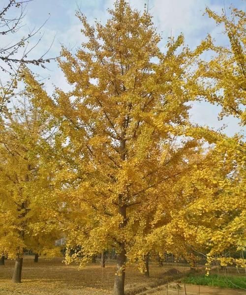 银杏树苗多少一颗