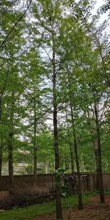 银杏树规格及价格