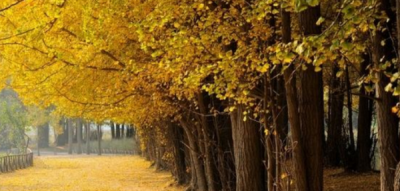 银杏树价位均价25公分,银杏树苗多少一颗