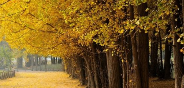 银杏树价位均价25公分,银杏树苗多少一颗图1