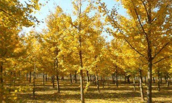 银杏树价位均价25公分,银杏树苗多少一颗图2