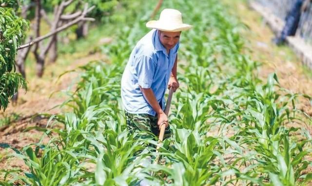 小暑是什么意思呢，“小暑怕刮风，入伏忌坐空”，什么意思？今年入伏坐不坐空呢？图5