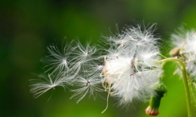 种子传播的方法,十种种子传播的方法?