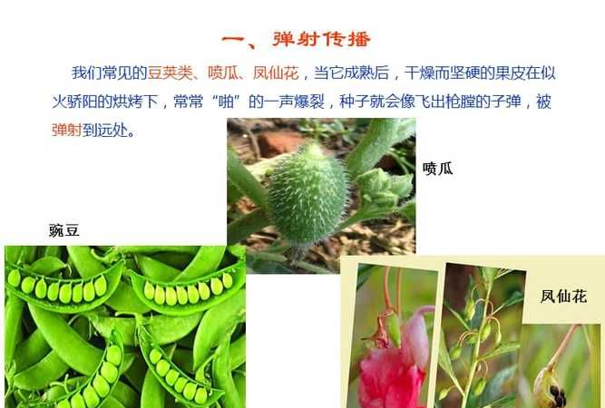 你还知道哪些种子传播的方法至少写出四种