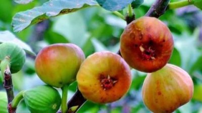 无花果为什么被叫无花果,无花果为什么人们称它为隐花果,寿果、明日果、蜜果?