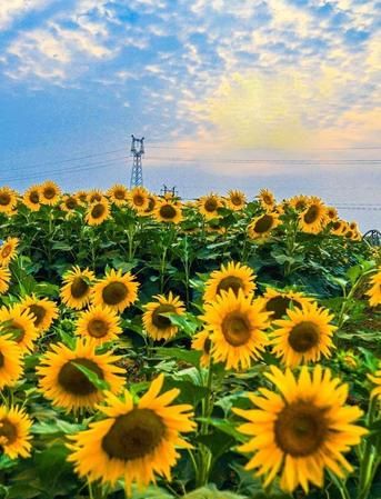 我想知道：向日葵是向着太阳转方向滴，早上向东，晚上下午向西第二天早上是怎么又转到东滴