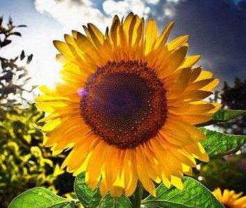 向日葵会每天随着太阳转动,为什么向日葵会随着太阳转动?