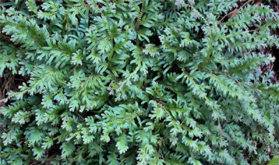 ​海藻糖妨害：糖分摄入过多（加快单薄或者患高血糖）