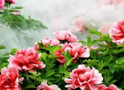 牡丹花开放的语句,表达牡丹花开放的语句三年级下册?