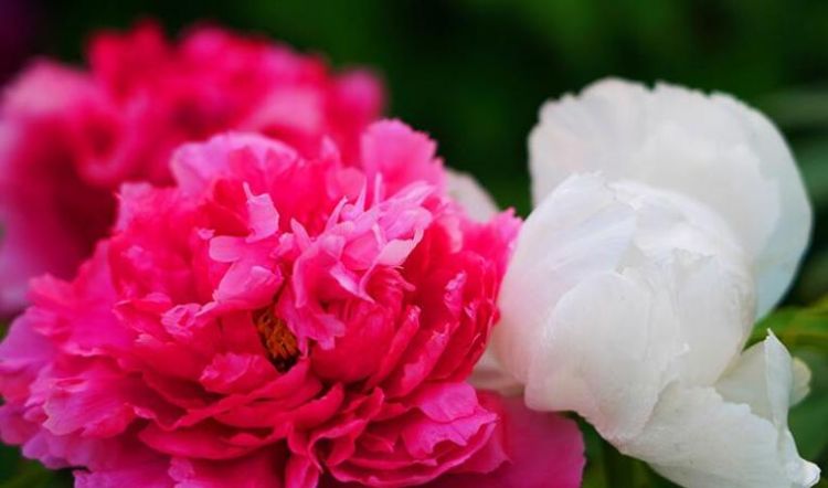 一年级写牡丹花开放的语句