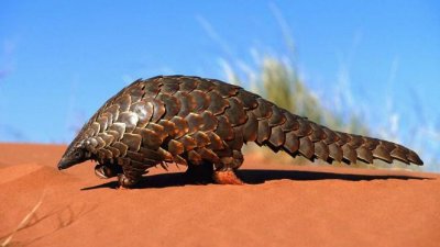 ​穿山甲能当宠物养吗 中国人吃穿山甲番邦人把穿山甲当宠物养