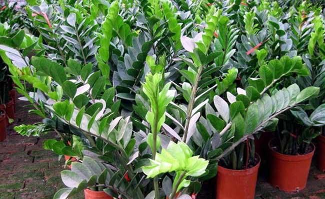 金钱树叶子有毒吗