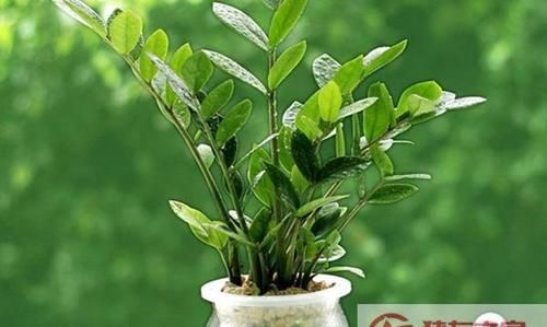 金钱树开花有毒吗