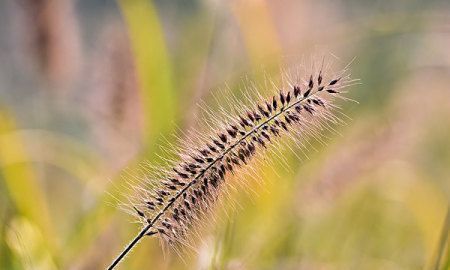 尖尾巴植物学家称它为什么