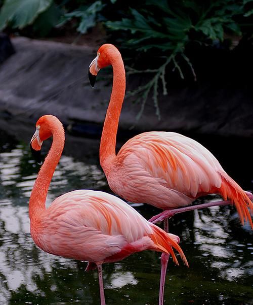 火鸟是什么动物图片