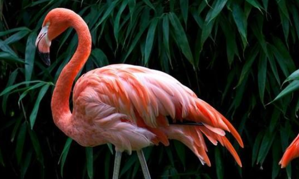 火鸟是什么鸟,什么是火鸟光遇图2