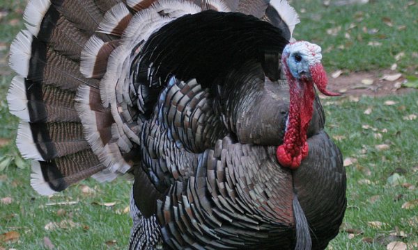 火鸟是什么鸟,什么是火鸟光遇图3