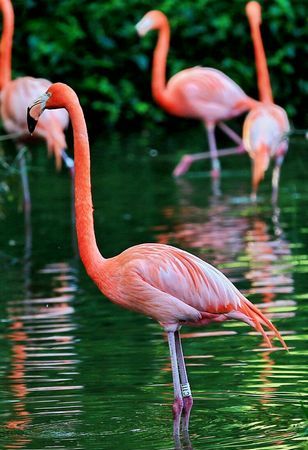 什么是火鸟光遇