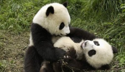 我国珍稀动物有哪些,中国十大珍稀动物有哪些?